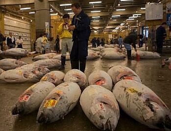 fish market 7