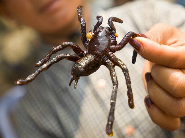 [Obrazek: fried_tarantulas_uceat.jpg]