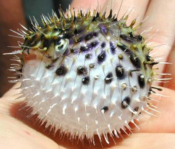 Fugu Fish Fugu Fish