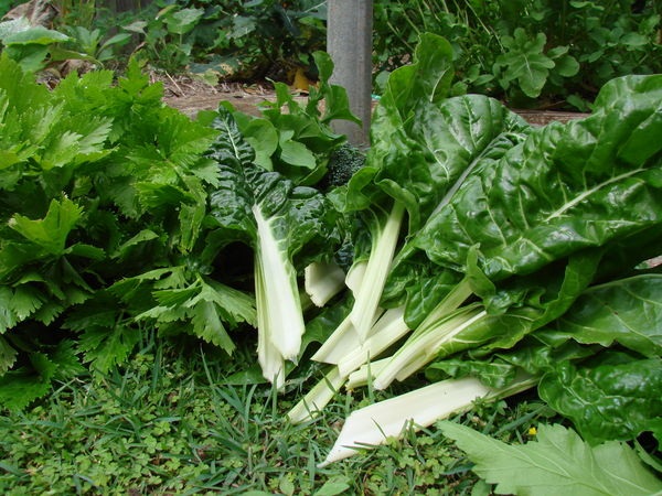 Green vegetables Green vegetables