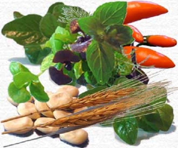 Herbs for Cooking Herbs for Cooking