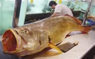 tiger fish 7