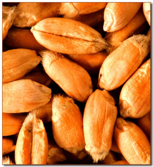 Wheat berries.