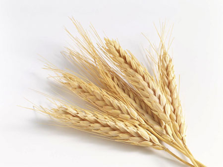 Whole Grain Whole Grain