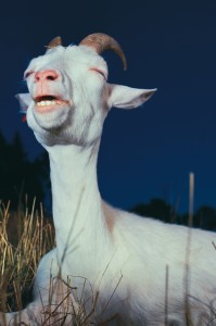 71042474