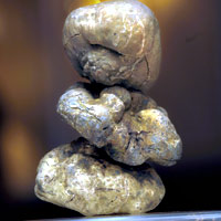 alba truffle 7