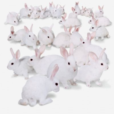 cloned animals 985