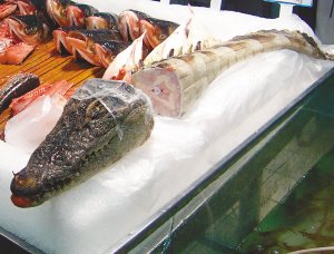 crocodile 3821