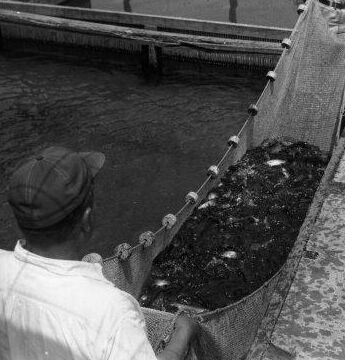 farm fish 7 farm fish 7
