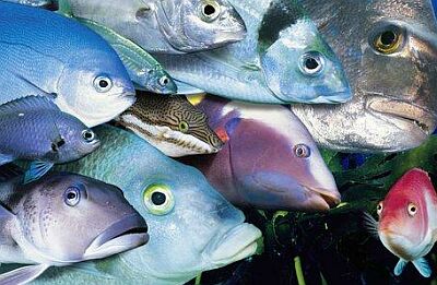 fish1 7