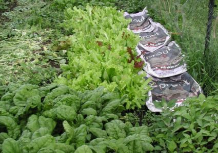 green food 985 green food 985