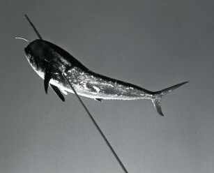 mahi mahi 7 mahi mahi 7